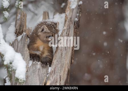 Fichtenmarder Martes americana schaut im Winter BEI Schneefall aus einem Baumstumpf, niedliches Bild eines Jungtieres, dactyloscopes Marderverhalten. *** American Pine Marten Martes americana en hiver, assis dans une souche d'arbre pendant les chutes de neige, semble mignon, Montana, USA. Wyoming Nordamerika, Vereinigte Staaten von Amerika Banque D'Images