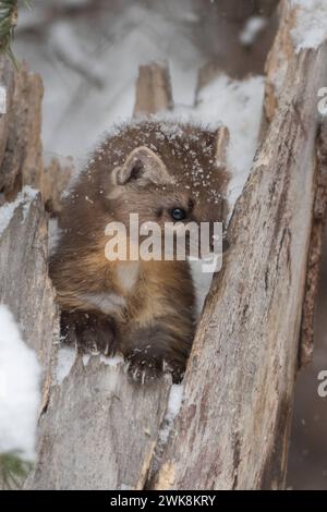 Fichtenmarder Martes americana schaut im Winter BEI Schneefall aus einem Baumstumpf, niedliches Bild eines Jungtieres, dactyloscopes Marderverhalten. *** American Pine Marten Martes americana en hiver, assis dans une souche d'arbre pendant les chutes de neige, semble mignon, Montana, USA. Wyoming Nordamerika, Vereinigte Staaten von Amerika Banque D'Images