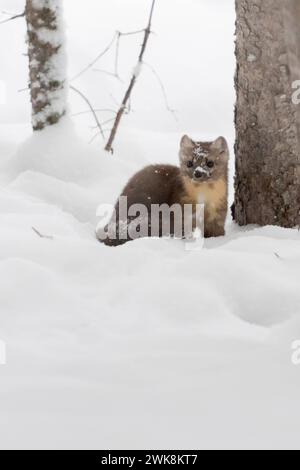 Baummarder Martes americana im Winter, sitzt im Wald zwischen Bäumen im hohen Schnee. *** Pine Marten Martes americana en hiver, assis sur le sol d'une forêt dans la neige profonde, Yellowstone NP, États-Unis. Wyoming Nordamerika, Vereinigte Staaten von Amerika Banque D'Images