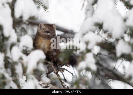 Durch eine Lücke in den Zweigen... Baummarder Martes americana sitzt im Winter versteckt im Geäst eines mit Schnee bedeckten Nadelbaumes. *** Pine Marten Martes americana , assis dans un conifère couvert de neige, regardant, jetant un œil, caché, secret, Yellowstone NP, États-Unis. Wyoming Nordamerika, Vereinigte Staaten von Amerika Banque D'Images