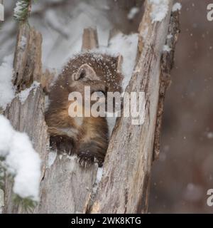 Fichtenmarder Martes americana schaut im Winter BEI Schneefall aus einem Baumstumpf, niedliches Bild eines Jungtieres, dactyloscopes Marderverhalten. *** American Pine Marten Martes americana en hiver, assis dans une souche d'arbre pendant les chutes de neige, semble mignon, Montana, USA. Wyoming Nordamerika, Vereinigte Staaten von Amerika Banque D'Images