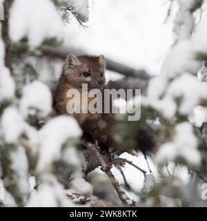 Durch eine Lücke in den Zweigen... Baummarder Martes americana sitzt im Winter versteckt im Geäst eines mit Schnee bedeckten Nadelbaumes. *** Pine Marten Martes americana , assis dans un conifère couvert de neige, regardant, jetant un œil, caché, secret, Yellowstone NP, États-Unis. Wyoming Nordamerika, Vereinigte Staaten von Amerika Banque D'Images