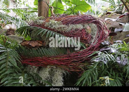 Tyrannosaurus Head, Tropical zone, Houseplant Takeover 2024 : plants before Time, Glasshouse, RHS Garden Wisley, Woking, Surrey, Angleterre, Royaume-Uni, Europe Banque D'Images