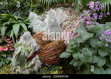 Triceratops, zone tropicale, Houseplant Takeover 2024 : plants Before Time, Glasshouse, RHS Garden Wisley, Woking, Surrey, Angleterre, Royaume-Uni, Europe Banque D'Images