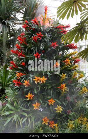 Volcan broméliade, zone tropicale, Takeover de plantes d'intérieur 2024 : plants before Time, Glasshouse, RHS Garden Wisley, Woking, Surrey, Angleterre, Royaume-Uni, Europe Banque D'Images