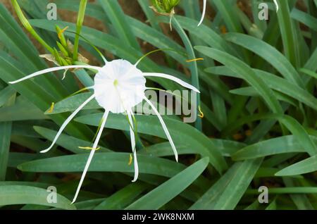 Lys d'araignée blanche Hymenocallis littoralis dans la nature Banque D'Images