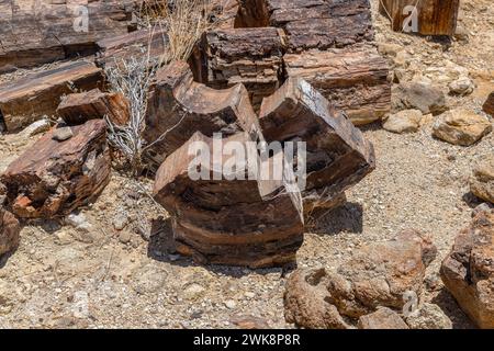 Troncs d'arbres pétrifiés et minéralisés, Khorixas, Damaraland, Namibie Banque D'Images