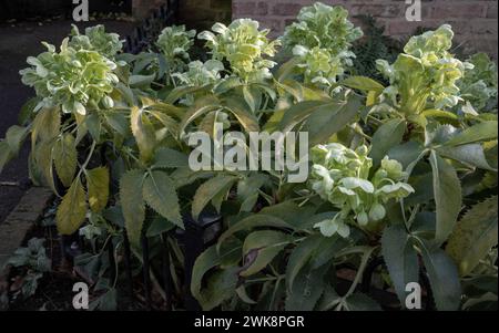 Fleurs vertes attrayantes d'hellebore Corse ou argutifolius 'Silver Lace' floraison avec un fond de feuilles à la fin de l'hiver et au début du printemps, SP Banque D'Images