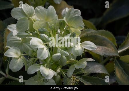 Fleurs vertes attrayantes d'hellebore Corse ou argutifolius 'Silver Lace' floraison avec un fond de feuilles à la fin de l'hiver et au début du printemps, Co Banque D'Images