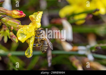 Abeille collectant le miel des fleurs jaunes de jasmin d'hiver - Jasminum nudiflorum Banque D'Images