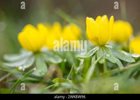 Aconite hivernale à floraison jaune - Eranthis hyemalis - gros plan avec mise au point sélective Banque D'Images