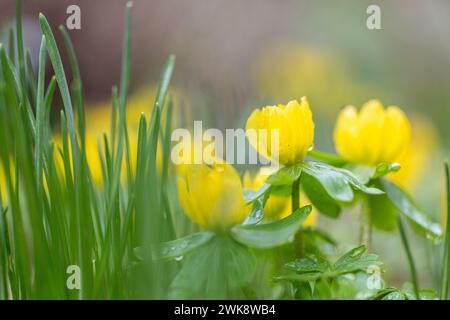 Aconite hivernale à floraison jaune - Eranthis hyemalis - gros plan avec mise au point sélective Banque D'Images