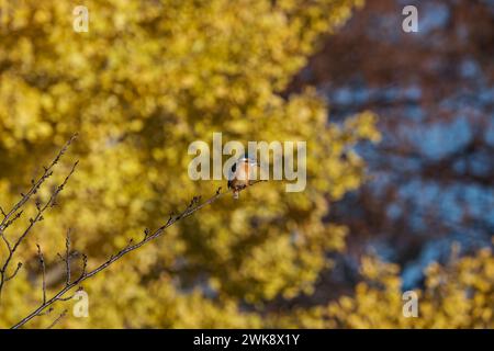 Un kingfisher dans un parc avec des ginkgo derrière. Banque D'Images