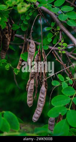 Arbre d'acacia. Les graines d'acacia se rapprochent. Banque D'Images