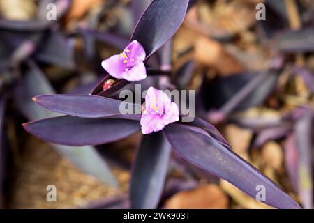 Fleurs de reine violettes (Tradescantia pallida ou Setcreasea purpurea) sur le jardin Banque D'Images