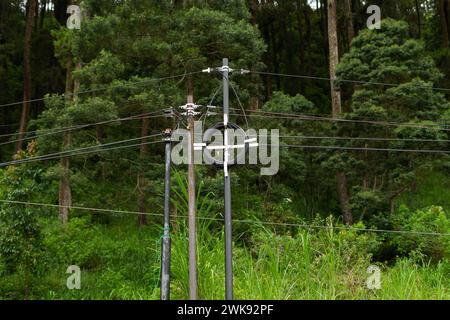 Poteaux d'installation de câbles à fibres optiques et électriques dans une zone forestière éloignée Banque D'Images