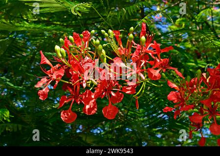 Royal poinciana, fleurs flamboyantes ou flamboyantes (Delonix regia) Banque D'Images