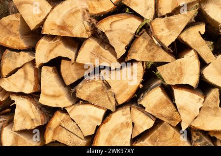 Pile de bois. Bûches de bois fraîchement coupées empilées dans la forêt. Bois de chauffage, dommages environnementaux, problèmes écologiques, déforestation, énergies alternatives, lumbe Banque D'Images