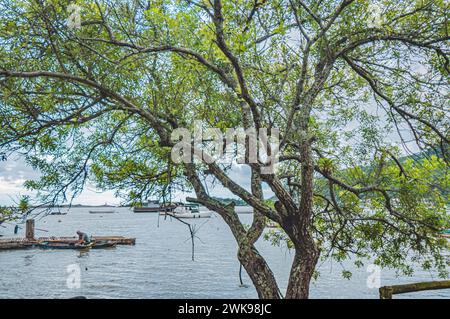 Arbre au bord d'une rivière à Itajaí, Santa Catarina, Brésil. Banque D'Images