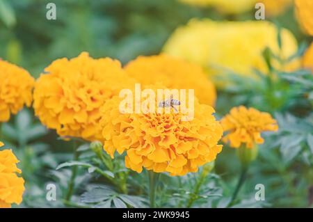 Fleurs jaunes avec une abeille mangeant du pollen, Apis mellifera. Banque D'Images