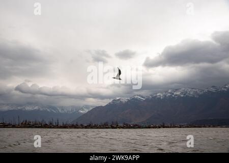 Srinagar, Jammu-et-Cachemire, Inde. 19 février 2024. Un oiseau est vu voler au-dessus du lac Dal au milieu de fortes précipitations à Srinagar. (Crédit image : © Adil Abbas/ZUMA Press Wire) USAGE ÉDITORIAL SEULEMENT! Non destiné à UN USAGE commercial ! Crédit : ZUMA Press, Inc/Alamy Live News Banque D'Images