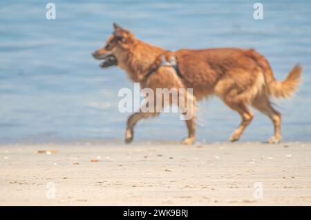 Amararelo chien est connu comme caramel marchant sur la plage avec l'océan en arrière-plan et les touristes profitant d'une journée ensoleillée. Banque D'Images