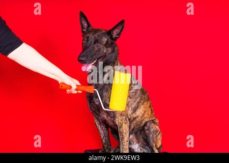 Chien berger hollandais jouant avec un rouleau de peinture dans la salle rouge. Concept de rénovation Banque D'Images