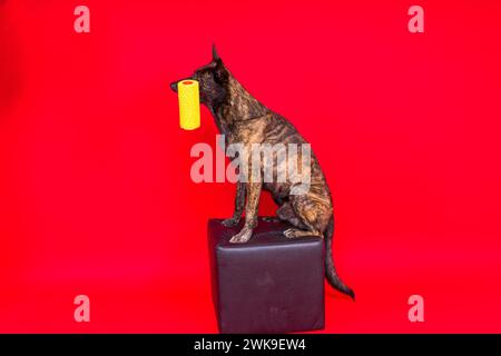 Chien berger hollandais jouant avec un rouleau de peinture dans la salle rouge. Concept de rénovation Banque D'Images