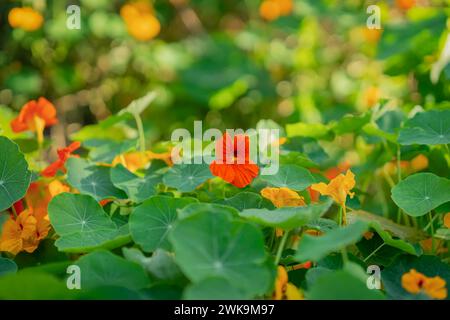 Fleurs de nasturtium rouge vif en fond de feuilles vertes, beauté pittoresque de la nature, fond naturel d'été Banque D'Images