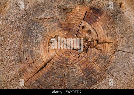Gros plan des cernes d'arbres et des trous forés montrant les dommages causés par les coléoptères des bois. Banque D'Images