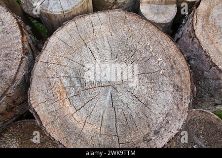 Gros plan des cernes d'arbres et des résidus de sève blanche collante sur Pinus - PIN. Banque D'Images