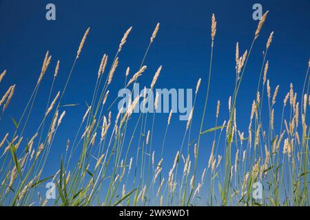 Gros plan de grandes plantes Agropyron - Wild Grass contre un ciel bleu en été, Québec, Canada Banque D'Images