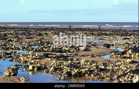 Deux personnes près du rivage pendant les basses eaux sur une marée printanière cherchant parmi la craie et les silex sur la plage à West Runton, Norfolk, Angleterre, Royaume-Uni. Banque D'Images