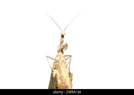 Mantis (Mantis religiosa), assis sur une branche, isolé sur blanc. Vue avant. Photo de haute qualité Banque D'Images