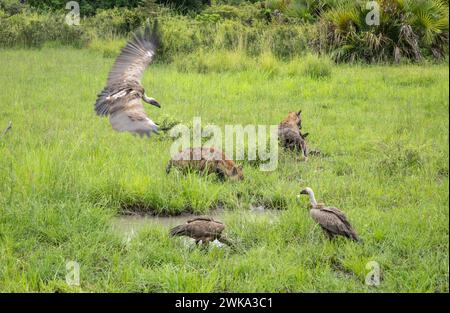 Deux hyènes protègent la carcasse d'un impala mort alors que les vautours à dos blanc se rassemblent dans le parc national de Nyerere (réserve de gibier de Selous) dans le sud de la Tanzanie. Banque D'Images