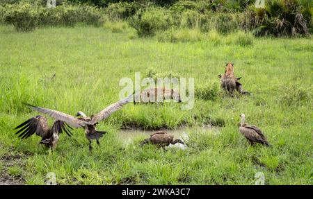 Deux hyènes protègent la carcasse d'un impala mort alors que les vautours à dos blanc se rassemblent dans le parc national de Nyerere (réserve de gibier de Selous) dans le sud de la Tanzanie. Banque D'Images