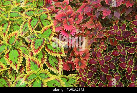 Feuilles variées colorées de Coleus d'ortie peint et de Coleus roux fidèle dans le jardin Banque D'Images