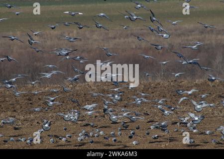 Mosaïque rurale. Vol de pigeon. Formation désordonnée. Banque D'Images