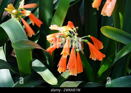Bush ou Lily Natal, fleurs oranges Banque D'Images