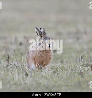 Lièvre brun / lièvre européen ( Lepus europaeus ), assis sur les prairies, regardant, semble drôle, lumière douce; faune, Europe. Banque D'Images