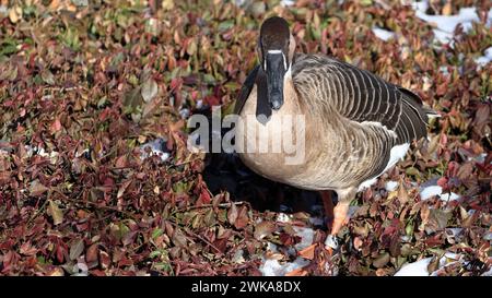 Swan goose (Anser cygnoides) Banque D'Images