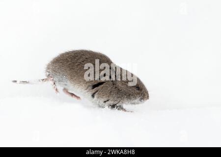 Montagne vole ( Microtus montanus ) en hiver, courir à travers la neige, la faune, Grand Teton National Park, États-Unis. Banque D'Images