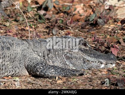 Alligator chinois (Alligator sinensis) Banque D'Images