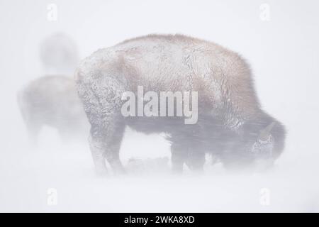 Amerikanischer Bison Bison bison im Schneesturm, Blizzard, heftige Schneeverwehungen, Starker Schneefall, auf Nahurngssuche, parc national harte Zeiten im Yellowstone, Montana, États-Unis. *** Bison américain bison bison dans le blizzard, soufflant de la neige, fortes chutes de neige, se nourrissant d'herbe, moments difficiles dans le parc national de Yellowstone, Montana, États-Unis. Montana Nordamerika, Vereinigte Staaten von Amerika Banque D'Images