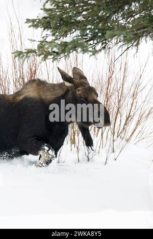 Elch Alces alces im Winter, Junger bulle, ohne Geweih, streift durch typischen Lebensraum, läuft, bricht durch hohen Schnee, Yellowstone NP, États-Unis. *** Moose Alces alces en hiver, jeune taureau, bois perdu, errant dans son habitat typique, marchant dans la neige profonde, Yellowstone NP, États-Unis. Montana Nordamerika, Vereinigte Staaten von Amerika Banque D'Images