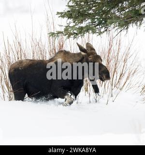 Elch Alces alces im Winter, Junger bulle, ohne Geweih, streift durch typischen Lebensraum, läuft, bricht durch hohen Schnee, Yellowstone NP, États-Unis. *** Moose Alces alces en hiver, jeune taureau, bois perdu, errant dans son habitat typique, marchant dans la neige profonde, Yellowstone NP, États-Unis. Montana Nordamerika, Vereinigte Staaten von Amerika Banque D'Images