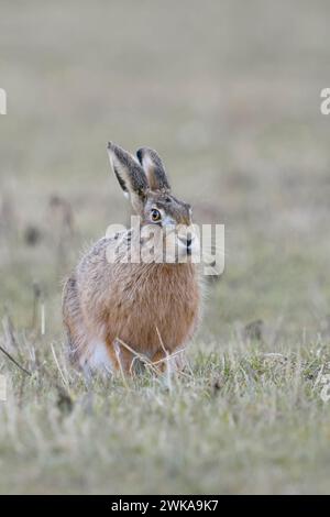 Lièvre brun / lièvre européen ( Lepus europaeus ), assis sur les prairies, regardant, semble drôle, lumière douce; faune, Europe. Banque D'Images