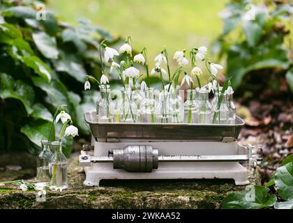 Belle goutte de neige blanche de printemps et fleurs de flocon de neige dans des bouteilles de différentes formes sur une vieille balance de cuisine vintage. Décoration Garten Banque D'Images