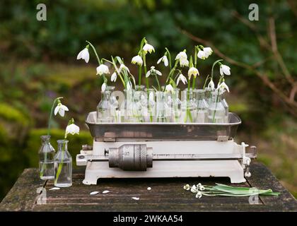 Bel arrangement floristique vintage avec des fleurs de goutte de neige de printemps et de flocon de neige dans les vieilles bouteilles de pharmacie en verre sur une balance de cuisine rustique. Banque D'Images