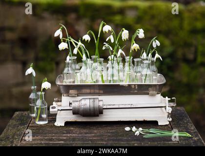 Nature morte avec goutte de neige blanche de printemps et fleurs de flocon de neige dans des bouteilles de différentes formes sur une vieille balance de cuisine vintage. Décoration de jardin rustique Banque D'Images